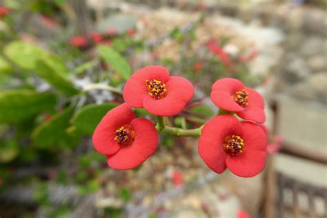 Euphorbia Milii Crown Of Thorns World Of Flowering Plants