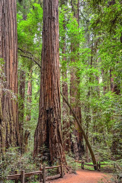 Redwood Grove At Henry Cowell Redwoods State Park Santa Cruz Ca A