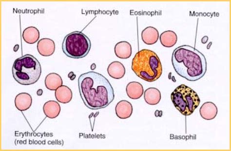 Leukocytes Flashcards Tissue Notes