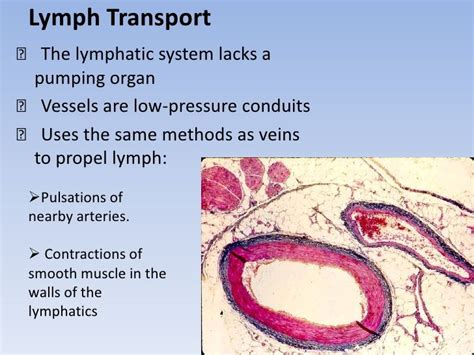 Which Of The Following Mechanisms Is Not Used To Propel Lymph Through