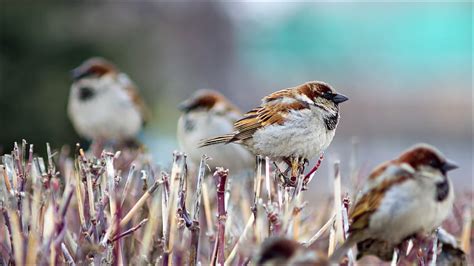 Animals Winter Birds Branch Sparrows Hd Wallpaper Pxfuel