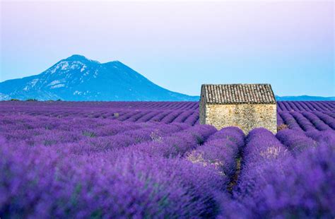 Best Lavender Fields Of Provence France 2021 Guide
