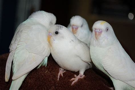 White Parakeets Parakeet Parakeet Bird Budgies