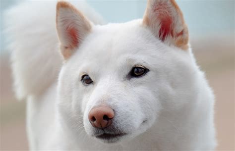 7 Most Popular Japanese Dog Breeds Dog Fan Club