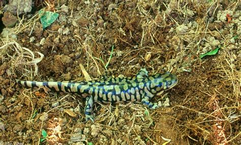 Ambystoma Tigrinum Tigrinum Tiger Salamander Reptiles And Amphibians