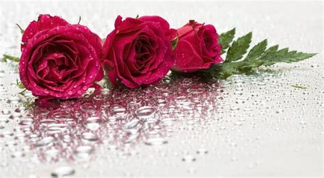 Red Roses With Water Drops Stock Photo Image Of Color 4643034