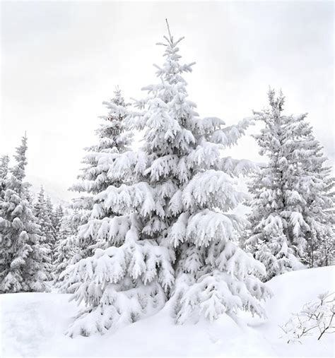 Winter Landscape With Fir Trees Covered Snow In Forest In Mountain