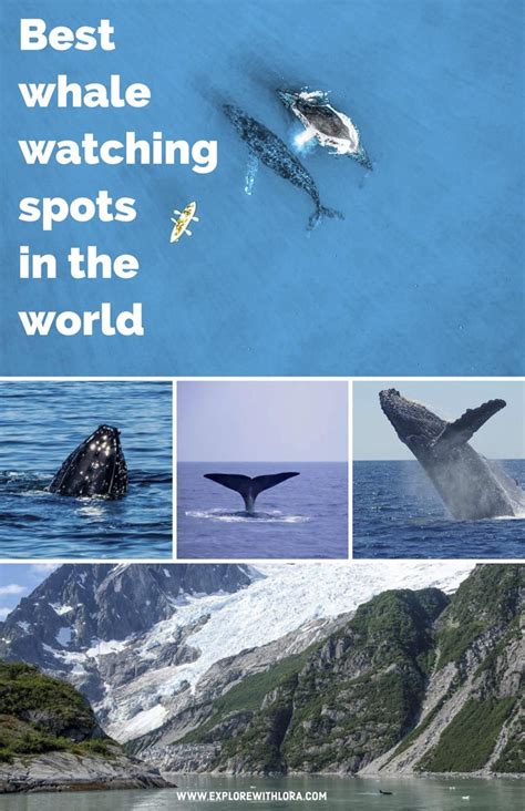 Best Whale Watching Destinations In The World Part Two Travel Around