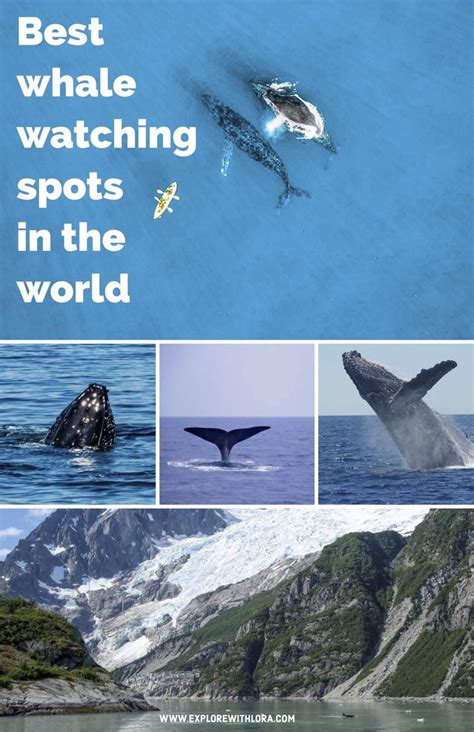 Best Whale Watching Destinations in the World Part Two | Wildlife
