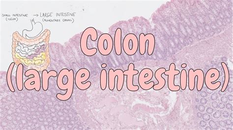 A myenteric (auerbach) nerve plexus (parasympathetic) exists between the muscularis externa layers. Colon (large intestine) Histology - digestive system - YouTube