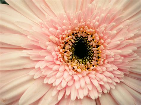 Pink Flowers Macro Photography · Free Stock Photo