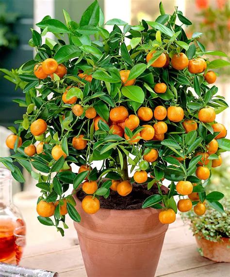 Calamondin Orange Dappartement Tous Les Fruits