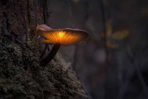 Glowing Mushroom By Thechosenpesssimist On Deviantart