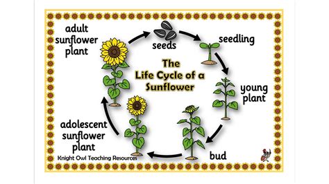 Life Cycle Sunflower Plant Pictures Home Alqu