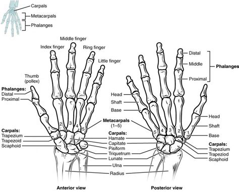 Diagram Of The Hand And Wrist Bones With Labeled Labels On Each Arm