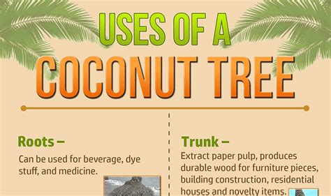 Uses Of A Coconut Tree Infographic Visualistan