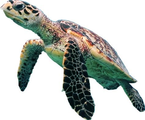 Turtle Png Images Transparent Free Download