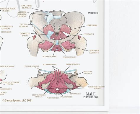 Pelvic And Hip Muscle Posters Pelvic Floor Art For Etsy Uk