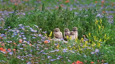 Burrowing Owl Chicks Gaze Out From Among Flowers Near Pawnee National