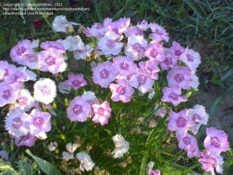 Plantfiles Pictures Amur Pink Amur River Pink Siberian Blues Dianthus Amurensis By