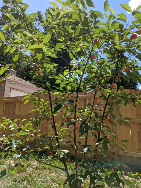 Dwarf North Star Cherry Trees For Sale
