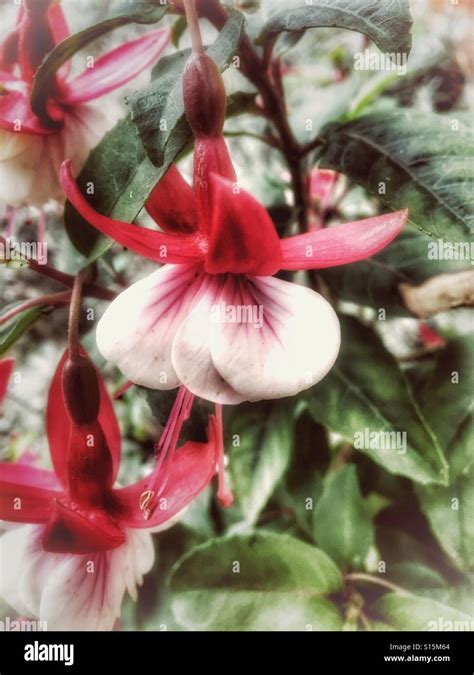 Patterns In Nature White And Pink Fuchsia Flower Stock Photo Alamy