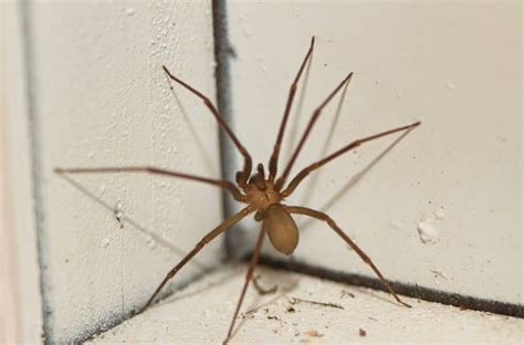 9 Common Brown Spiders In The House