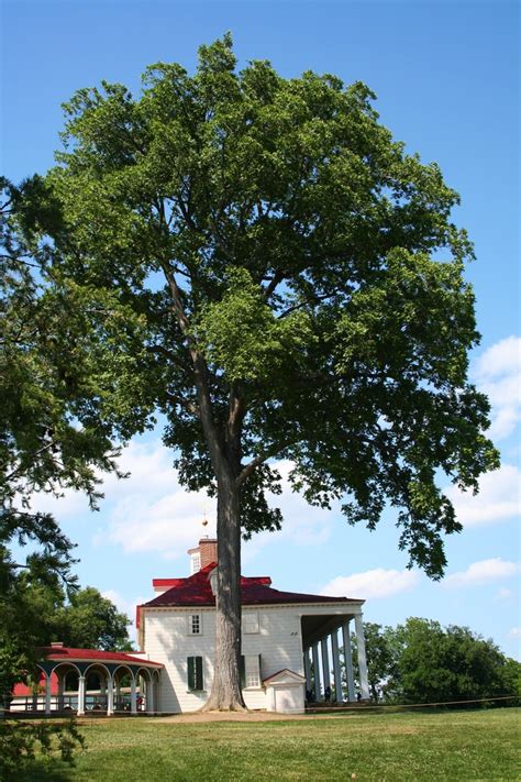 I Think Thats The Pecan Tree From The 1850s Mount Vernon Mount
