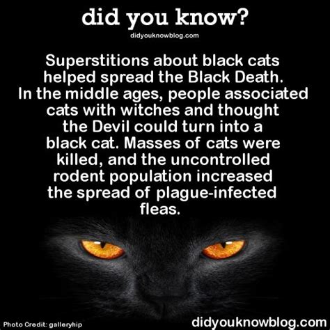 Animal Facts Cat Facts Weird Facts Random Facts Crazy Cat Lady