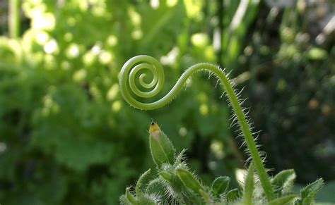 Tendrils The Daily Garden In 2021 Plants Growing Pumpkins Plant