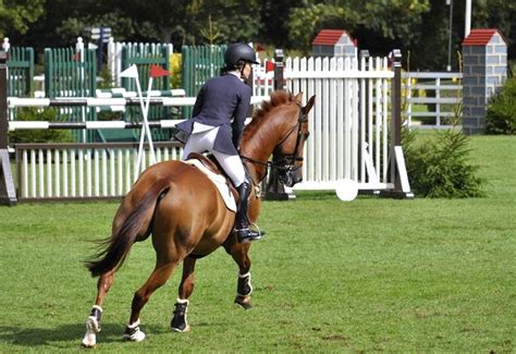 13 Common Types Of Horse Sports And Equestrian Competitions