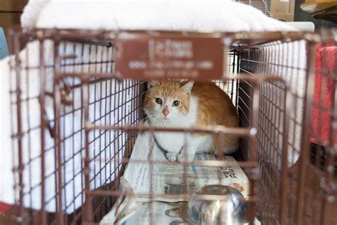 Because of this, the accepted method is trapping feral cats, having them spayed/neutered and vaccinated, then returning them to their territory. Alley Cat Rescue Survey Shows Trap-Neuter-Return ...