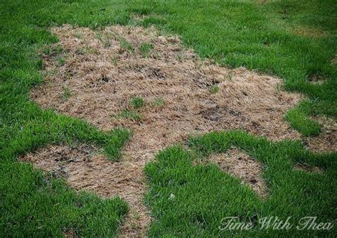 How To Repair Dead Grass Spots Damaged By Dog Urine In 3 Easy Steps