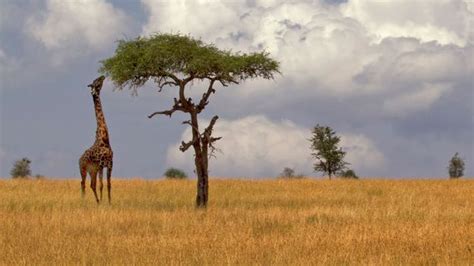 Bbc Earth Giraffes May Not Have Evolved Long Necks To Reach Tall Trees