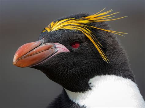 Top 128 Penguins With Hair On Head Polarrunningexpeditions