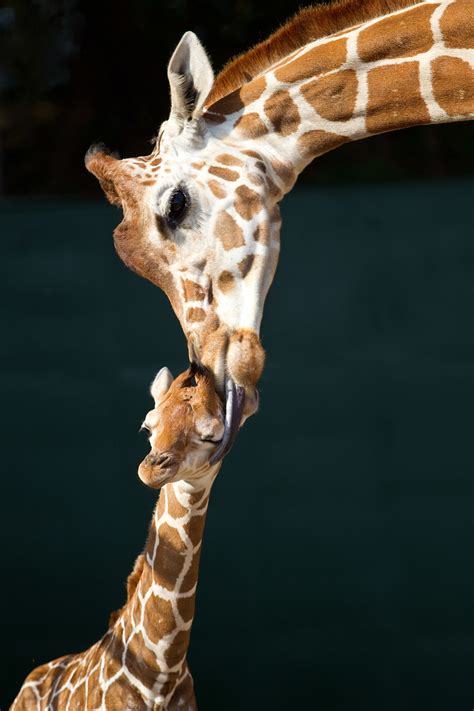 Cute Giraffe Wallpaper 62 Images