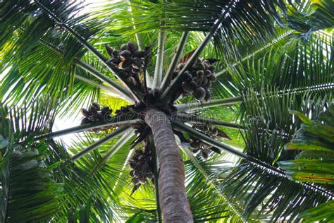 Green Palm Tree With Coconuts Coco Palm Top View From Ground Stock