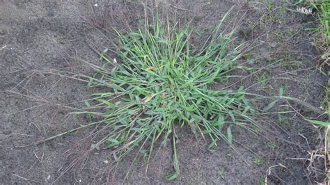 Warm Season Grass Crabgrass Goosegrass Foxtail Nimblewill