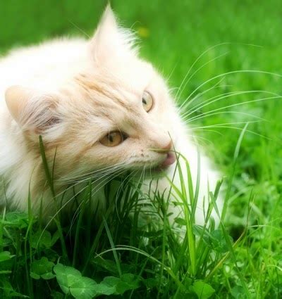 Penjelasan paling mungkin dari hal ini, kucing yang makan rumput kemungkinan merasa tidak enak badan atau sakit. Kenapa Kucing Makan Rumput? Apakah Berbahaya ...