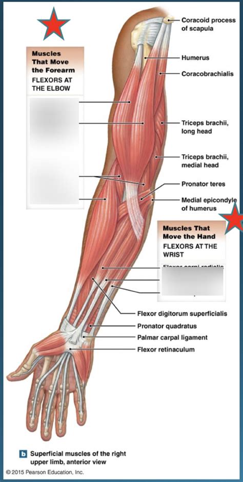 Muscles Of The Arm And Forearm Superficial Anterior View Diagram