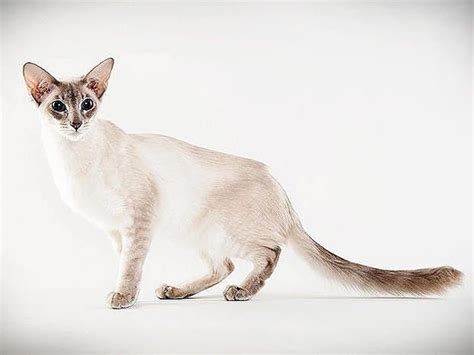 🐾🐾javanese🐾🐾 Cat Breeds Balinese Cat Oriental Shorthair Cats