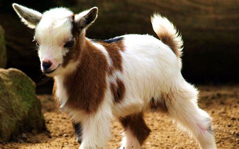 Baby Goat Wallpapers Wallpaper Cave