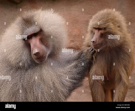 Hamadryas Baboons Papio Hamadryas A Male And Female Showing The Size Difference Between The