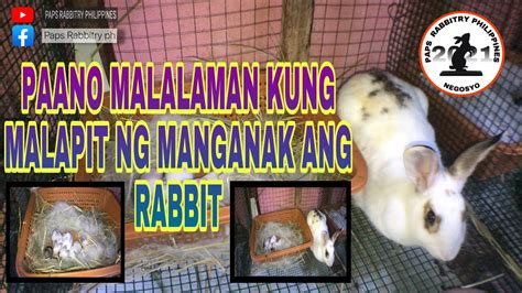 paano malalaman kung malapit na manganak ang rabbit or mga senyales kong malapit ng manganak