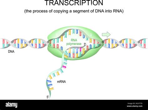 Transcription Dna To Mrna Rna Polymerase For Dna Replication Vector