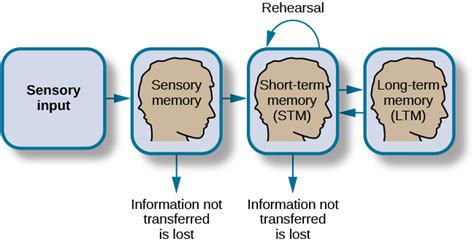 How Memory Functions Introduction To Psychology