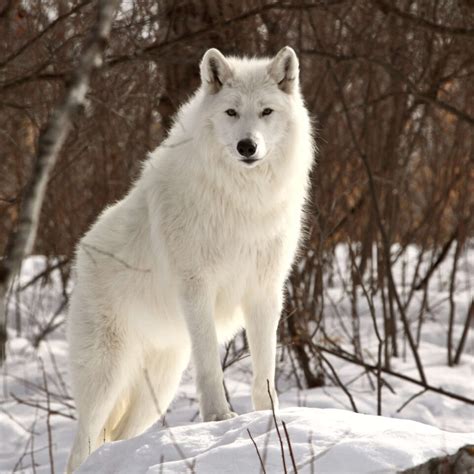 11 Fun Facts About Arctic Wolves Factopolis