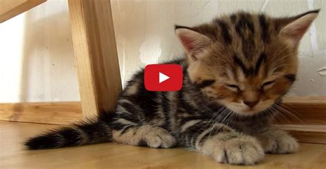 Kittens Falling Asleep Compilation This Is Fairly Long But So Worth