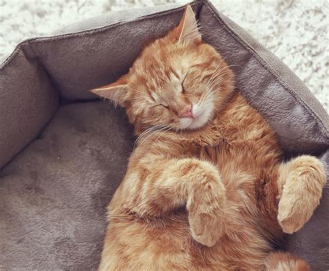 How Much Do Cats Sleep Things You Should Know Updated 2024