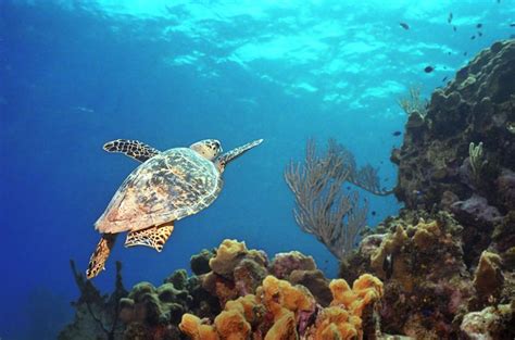 The reptile has powerful toothless jaws and a raptorlike beak, which earned the hawksbill its name. Information About Sea Turtles: Hawksbill Sea Turtle